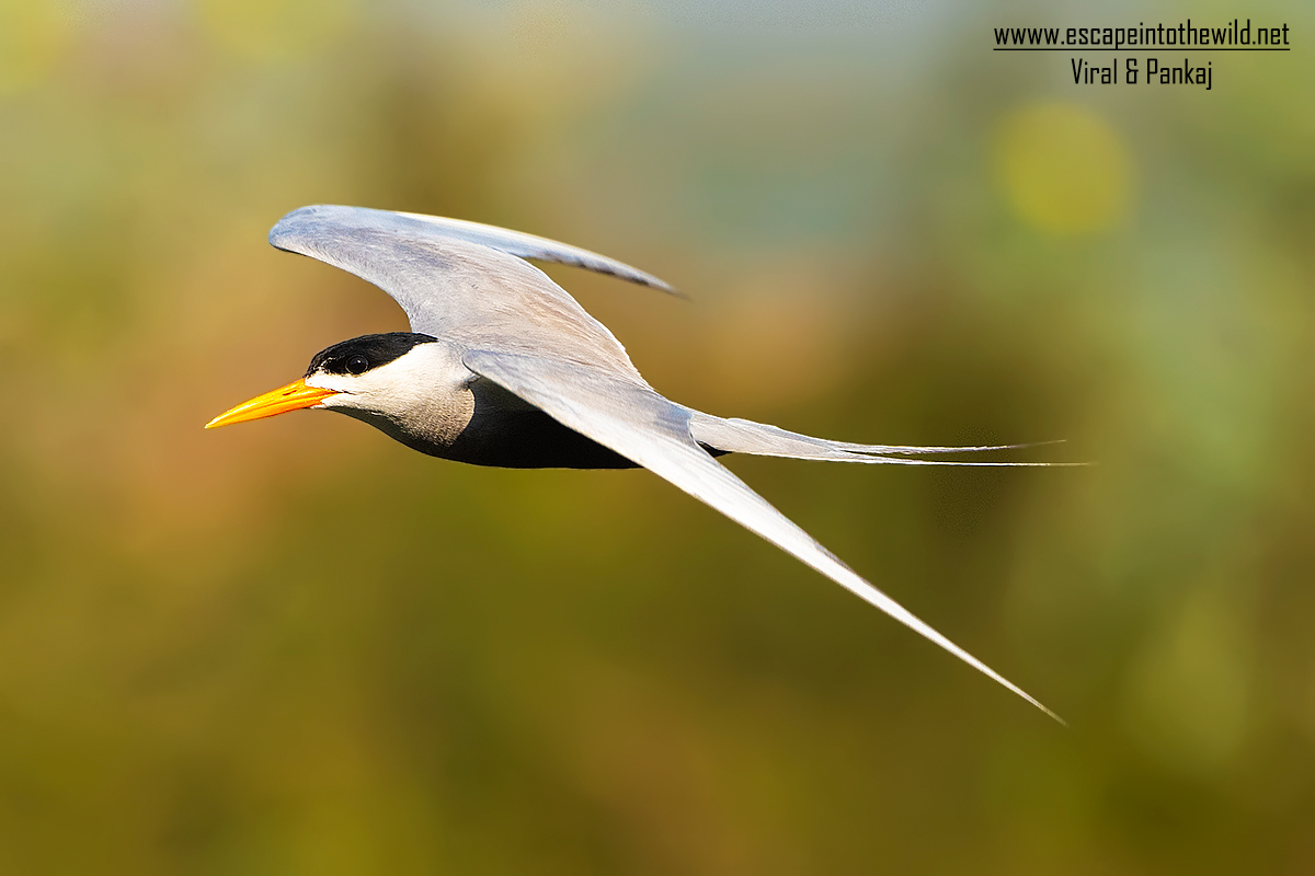 Black-bellied Tern